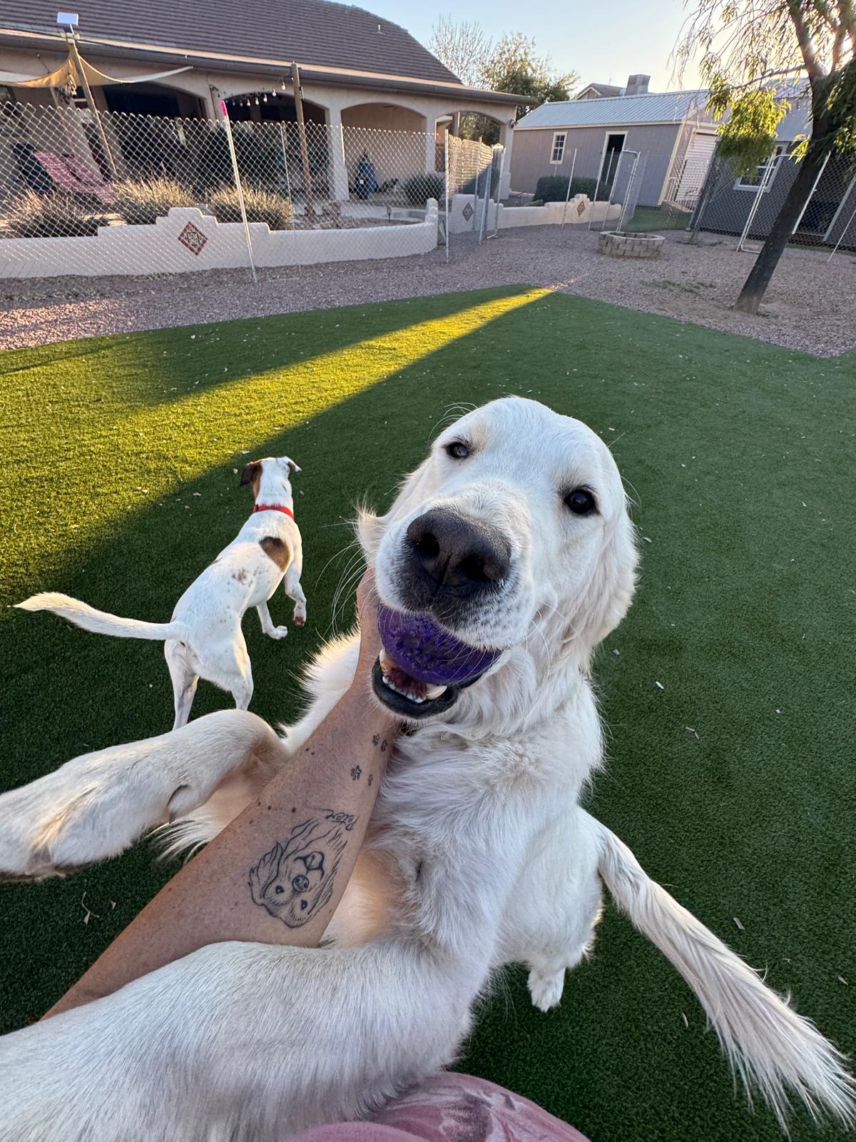 Dog sitting, Dog Boarding, Pet Care's image