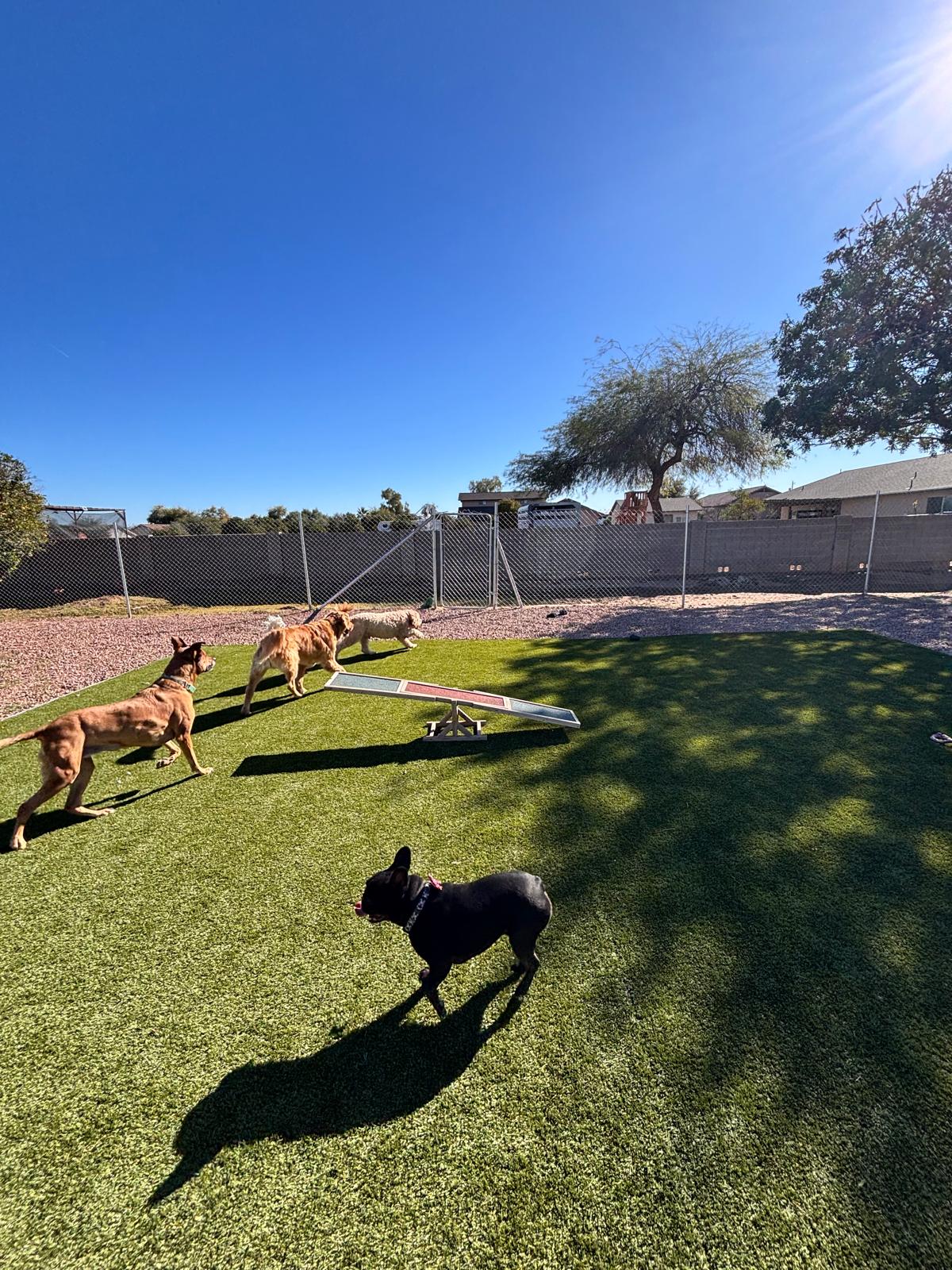 Dog sitting, Dog Boarding, Pet Care's image