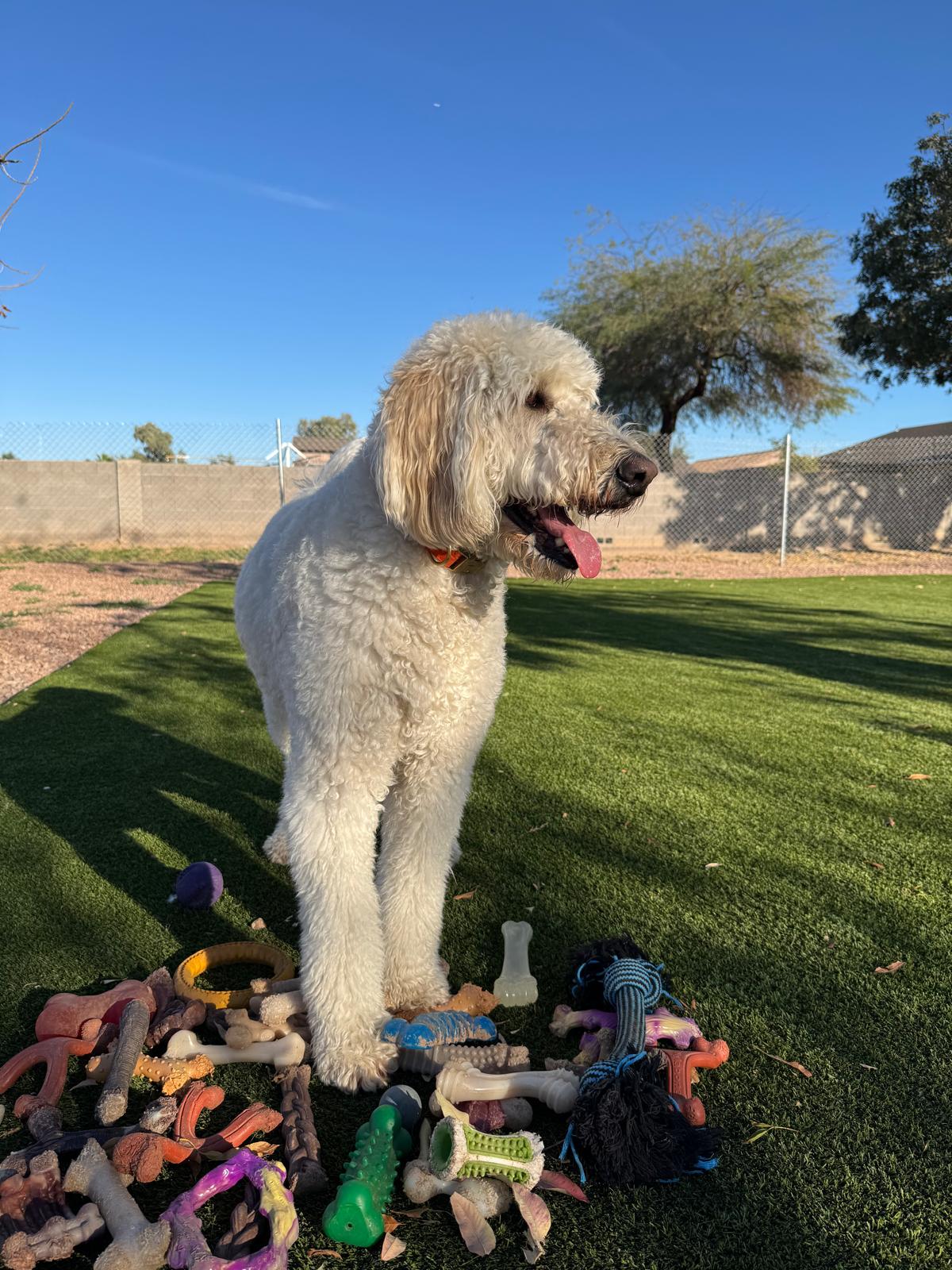 Dog sitting, Dog Boarding, Pet Care's image