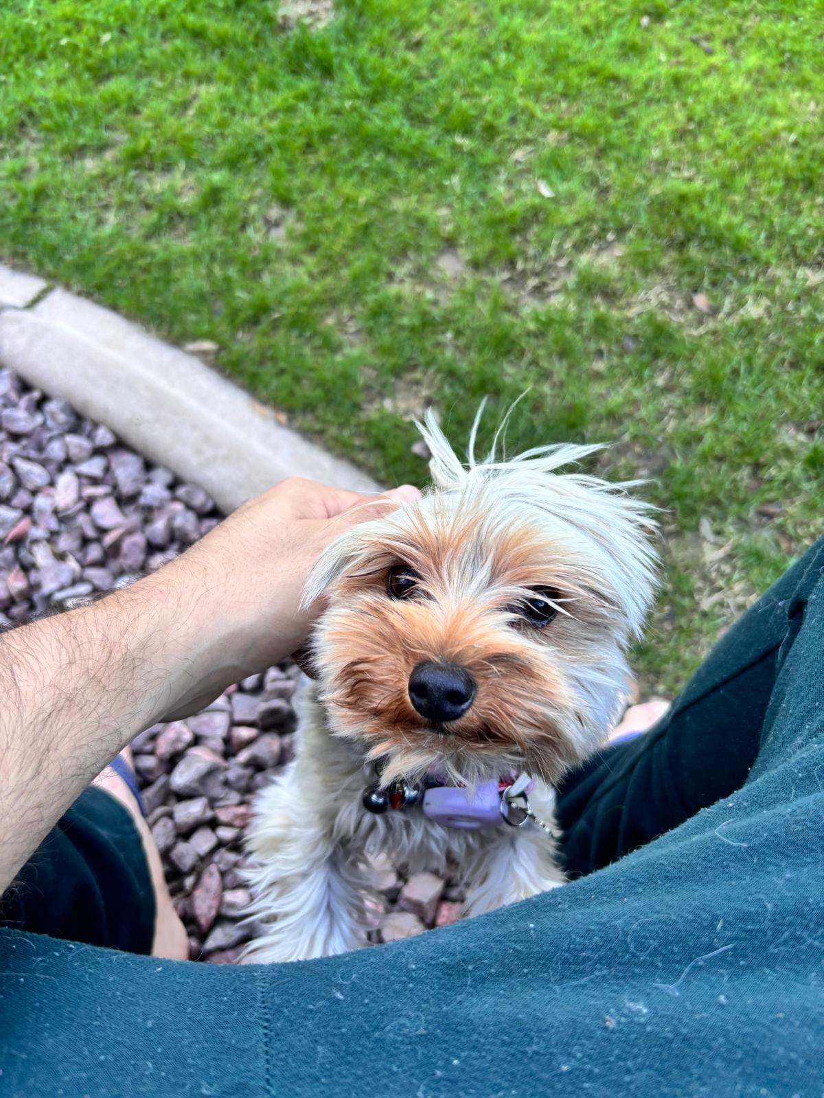 Dog sitting, Dog Boarding, Pet Care's image