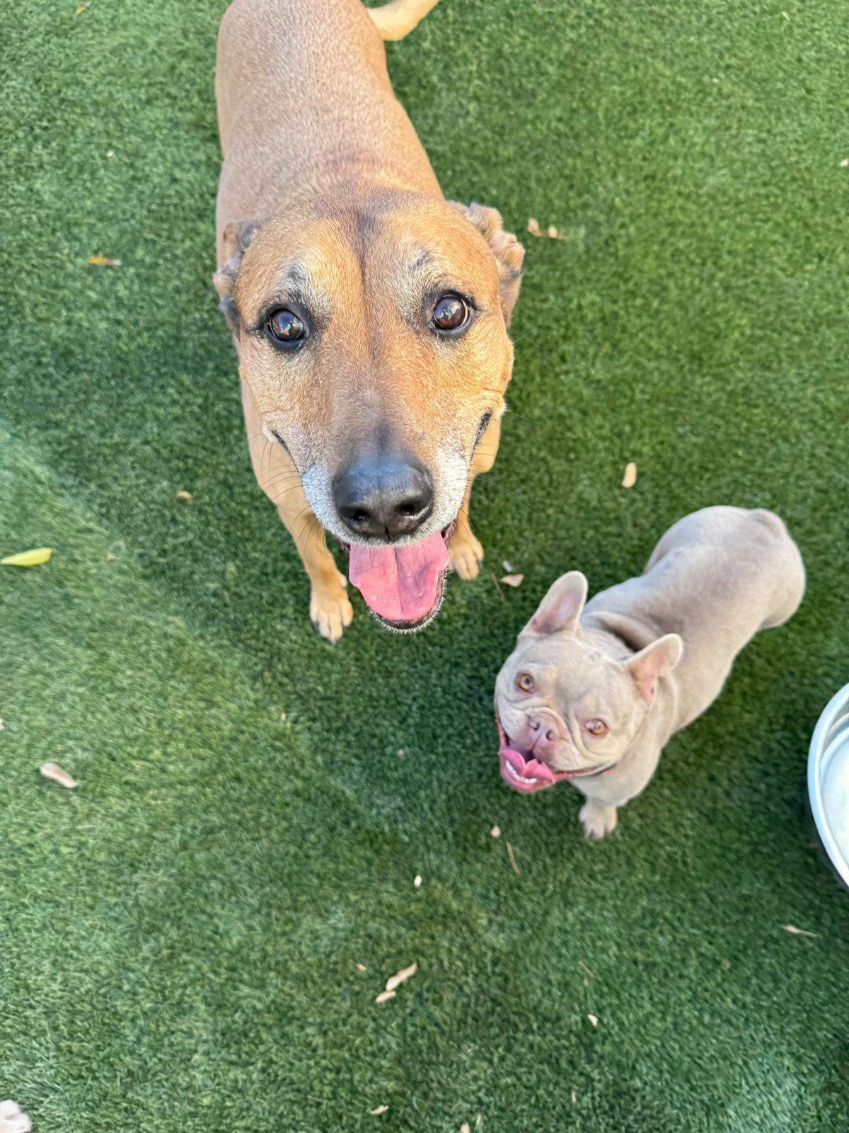 Dog sitting, Dog Boarding, Pet Care's image