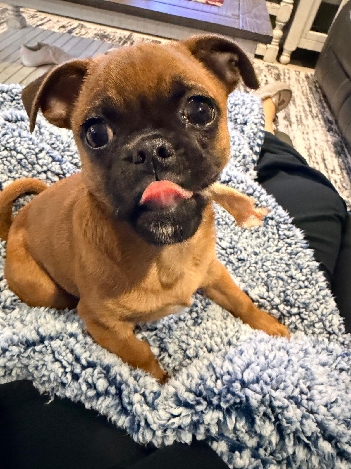 Dog sitting, Dog Boarding, Pet Care's image