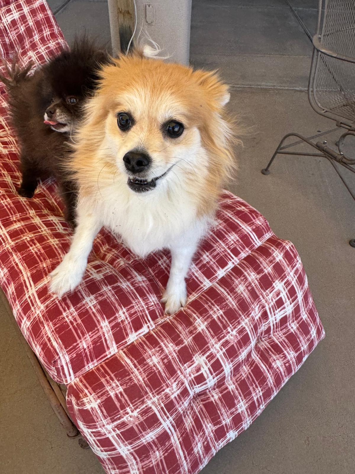 Dog sitting, Dog Boarding, Pet Care's image