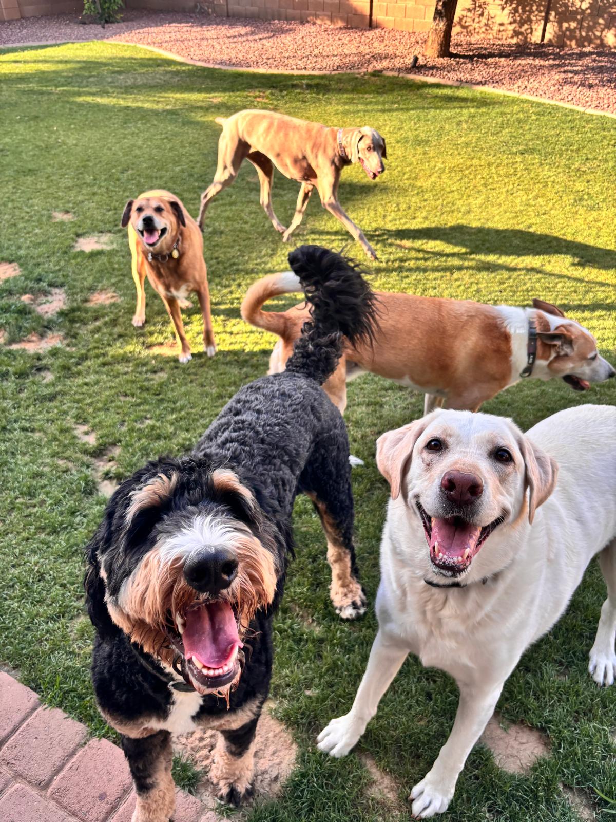 Dog sitting, Dog Boarding, Pet Care's image