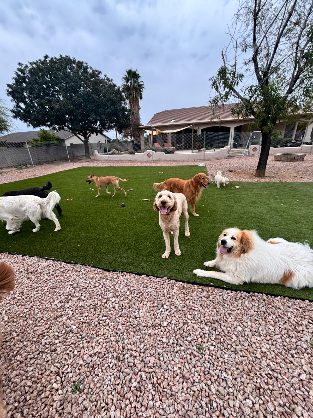 Dog sitting, Dog Boarding, Pet Care's image