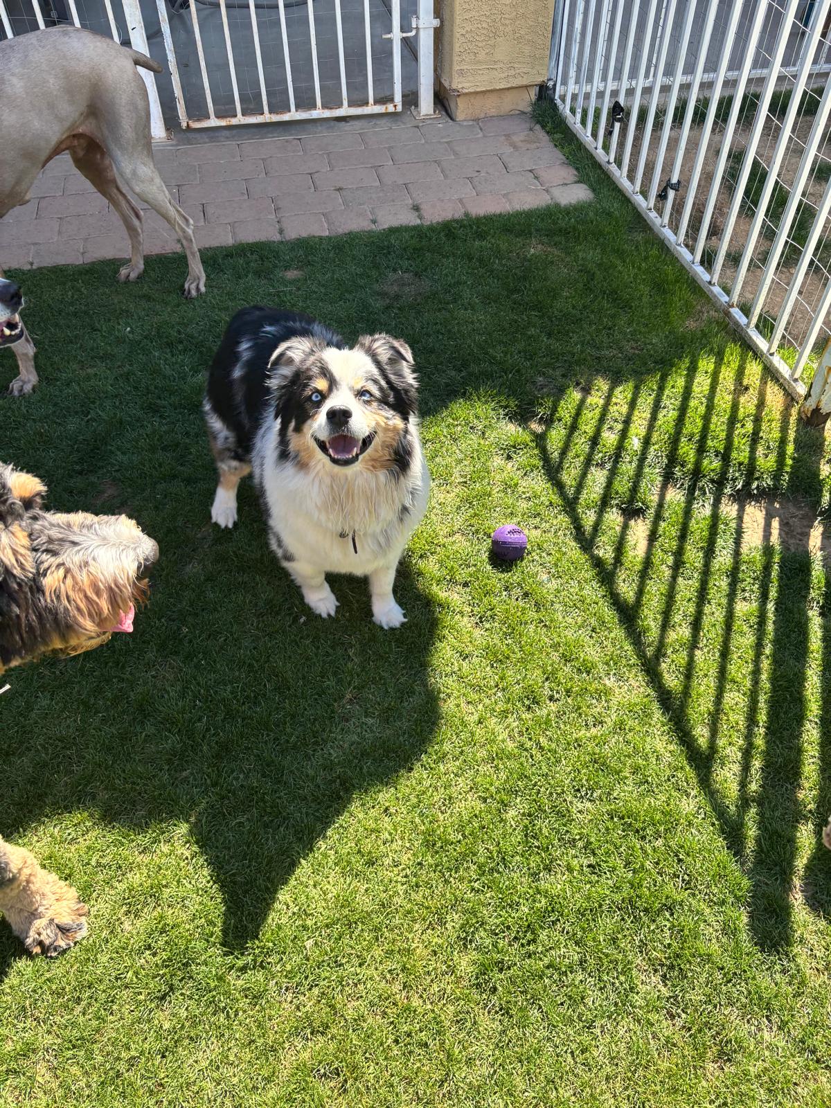 Dog sitting, Dog Boarding, Pet Care's image