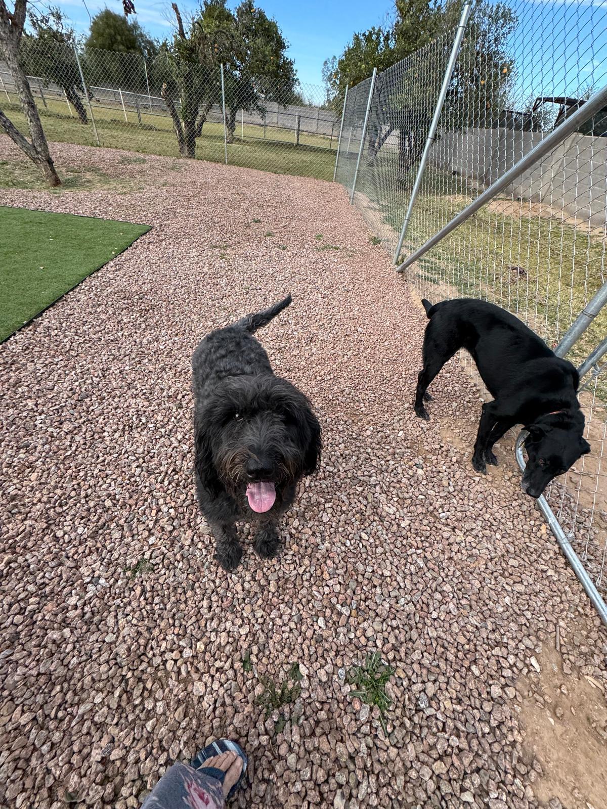 Dog sitting, Dog Boarding, Pet Care's image