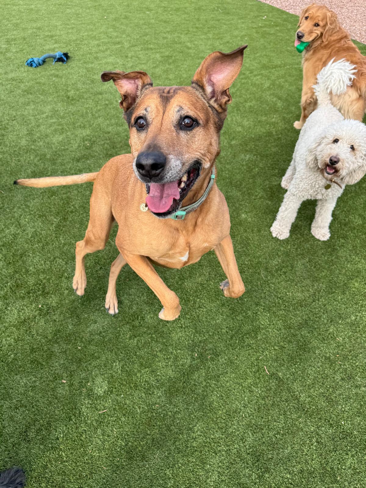 Dog sitting, Dog Boarding, Pet Care's image