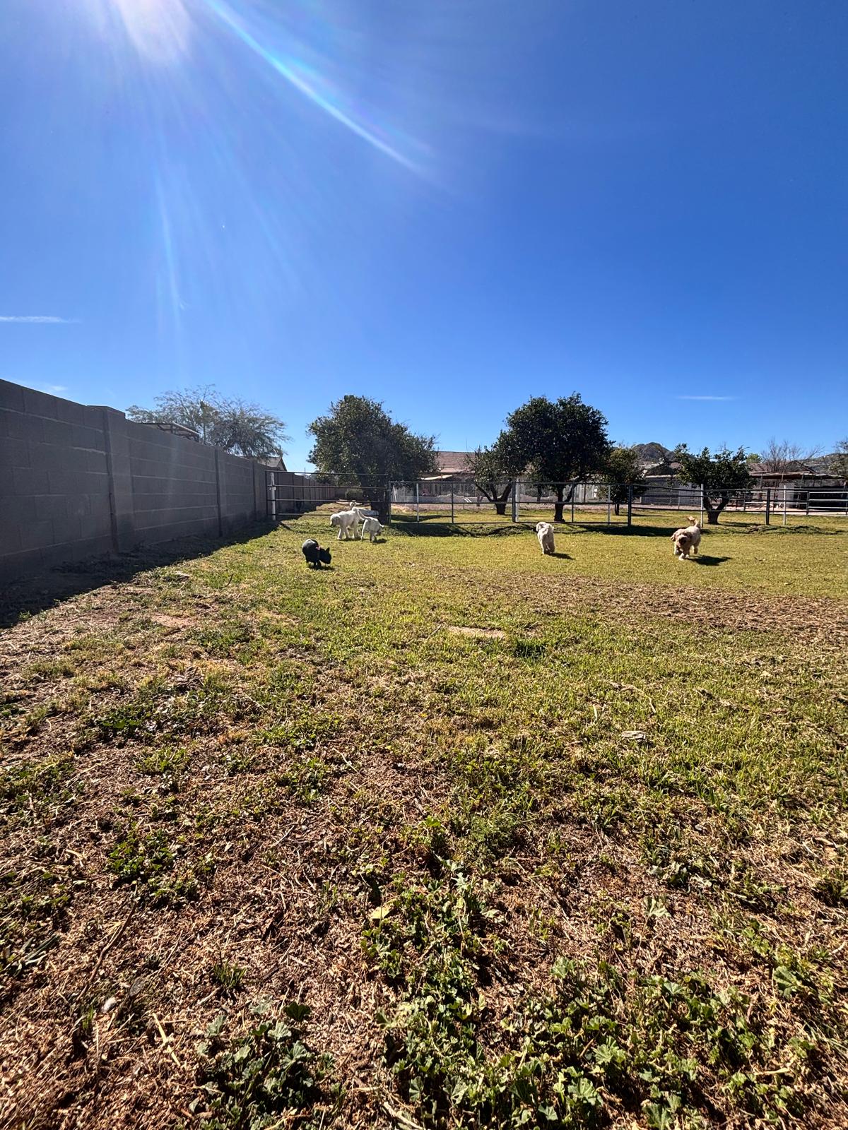 Dog sitting, Dog Boarding, Pet Care's image