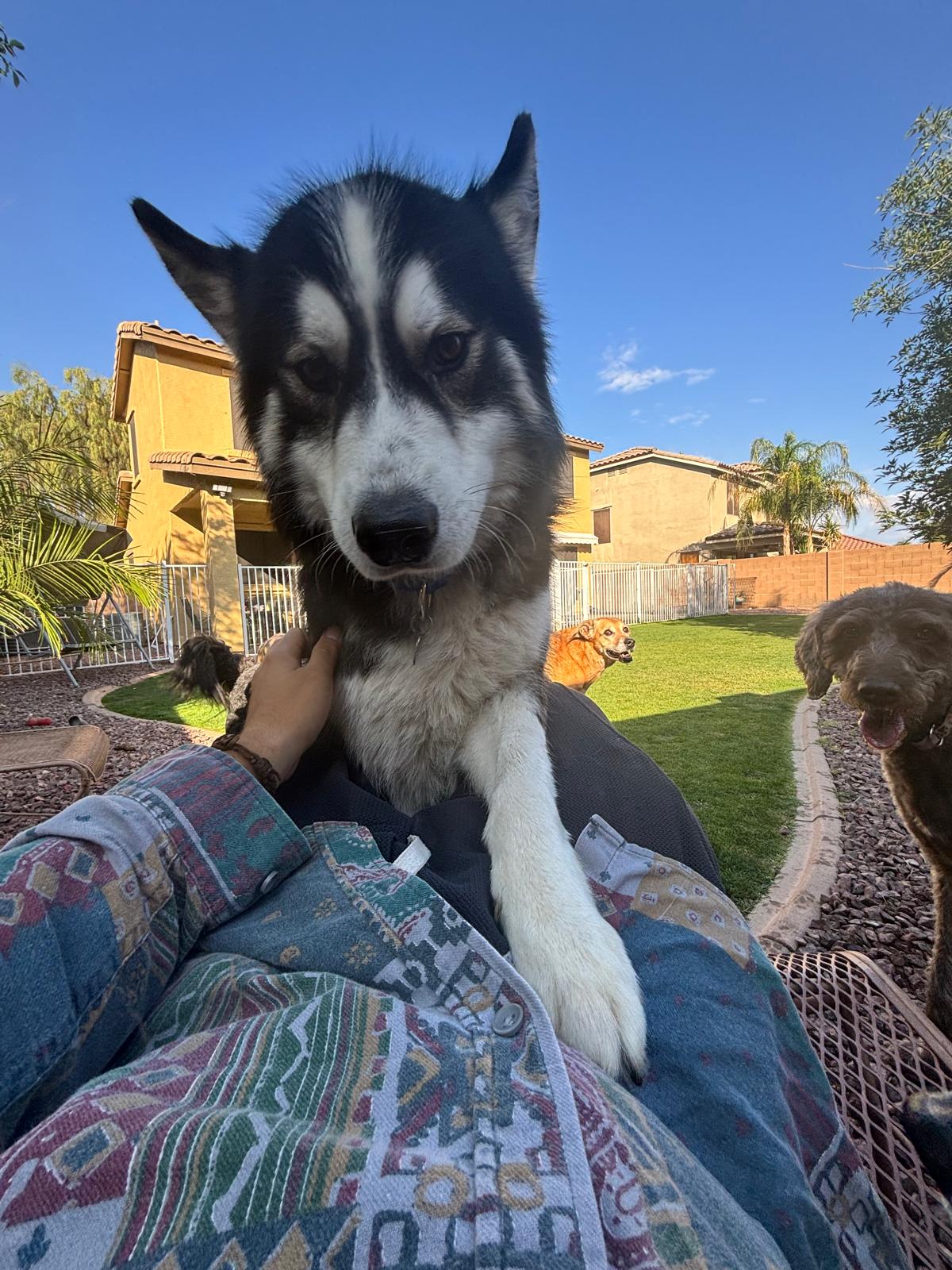 Dog sitting, Dog Boarding, Pet Care's image