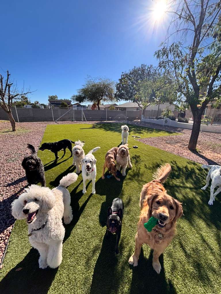 Dog sitting, Dog Boarding, Pet Care's image