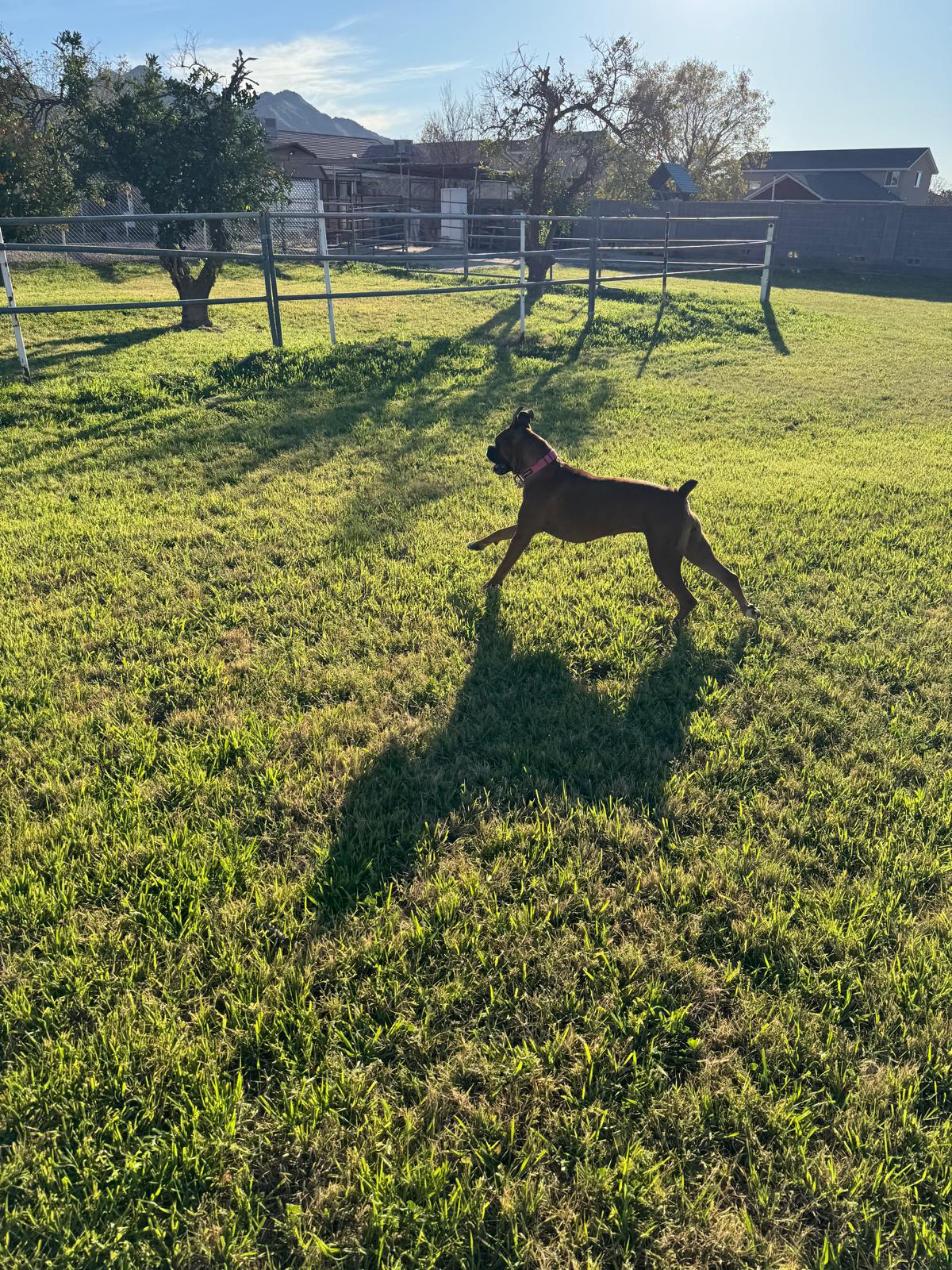 Dog sitting, Dog Boarding, Pet Care's image