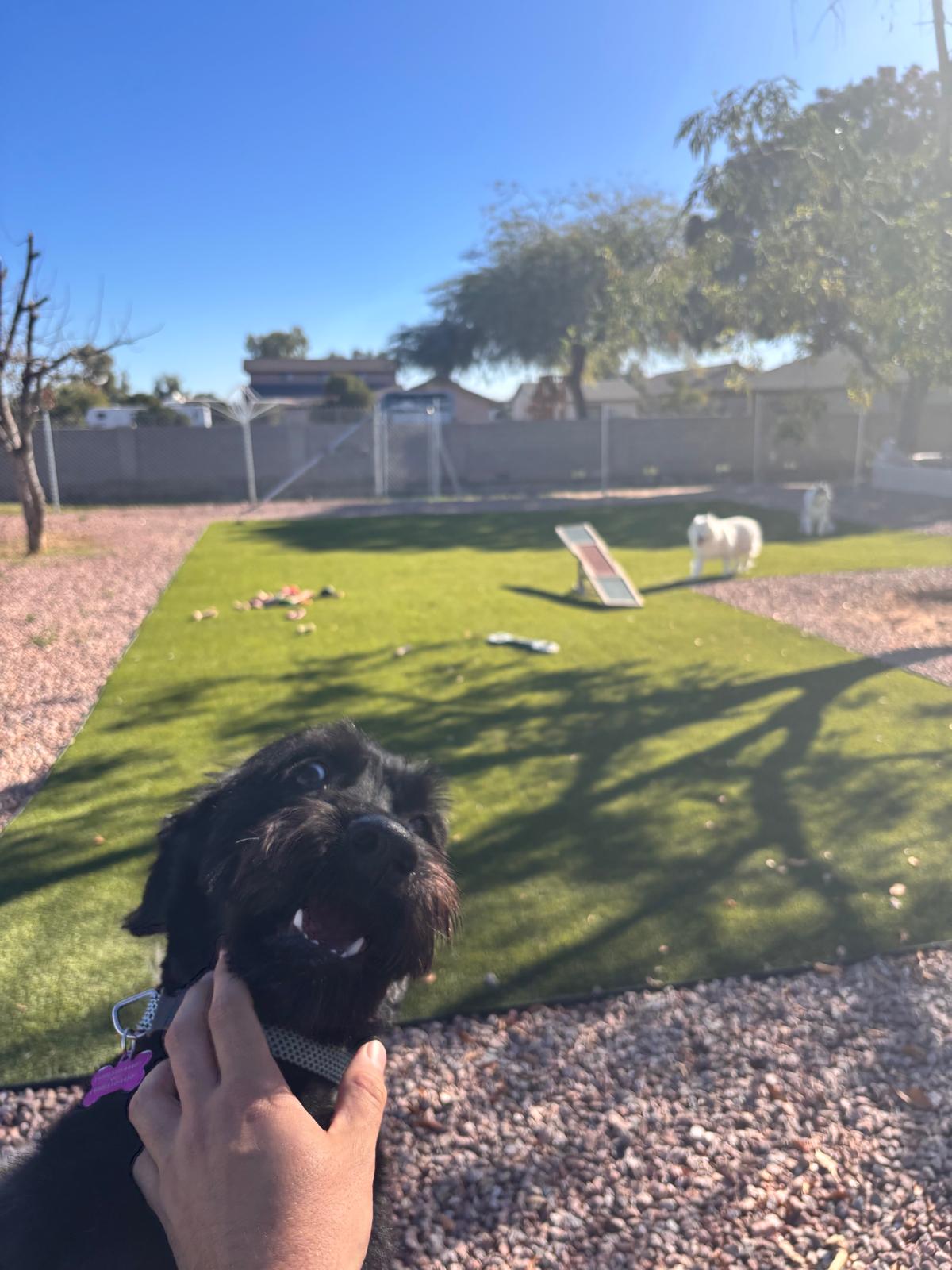 Dog sitting, Dog Boarding, Pet Care's image