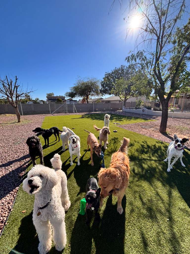 Dog sitting, Dog Boarding, Pet Care's image