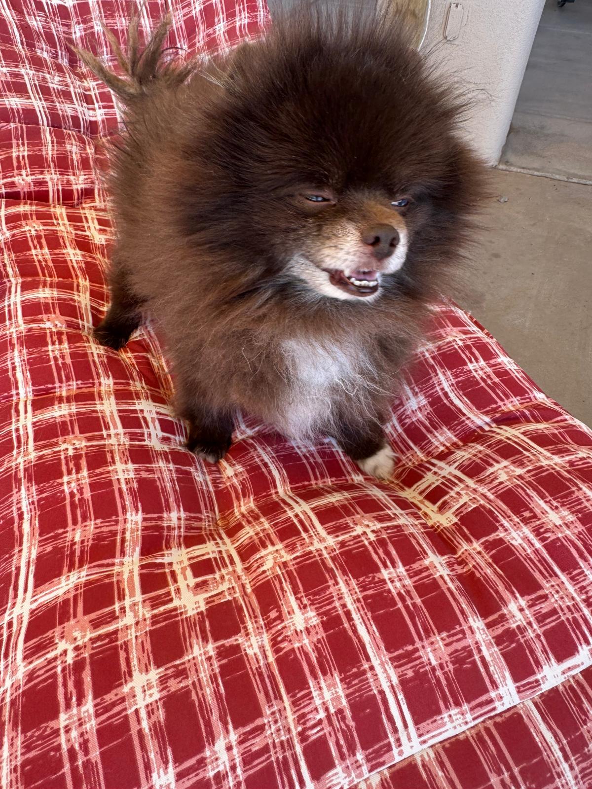 Dog sitting, Dog Boarding, Pet Care's image