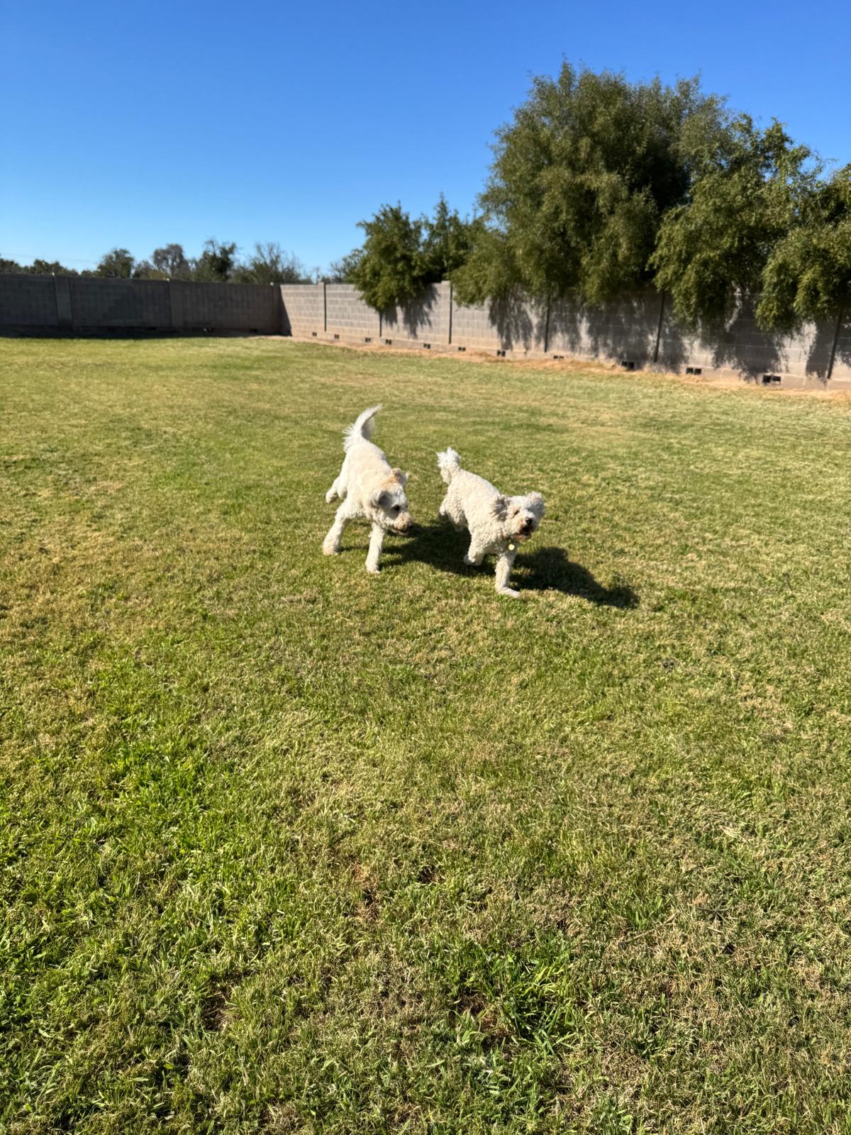 Dog sitting, Dog Boarding, Pet Care's image