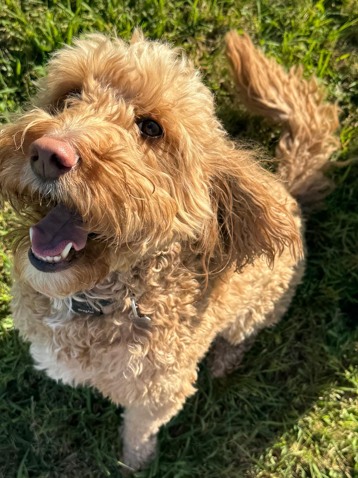 Dog sitting, Dog Boarding, Pet Care's image