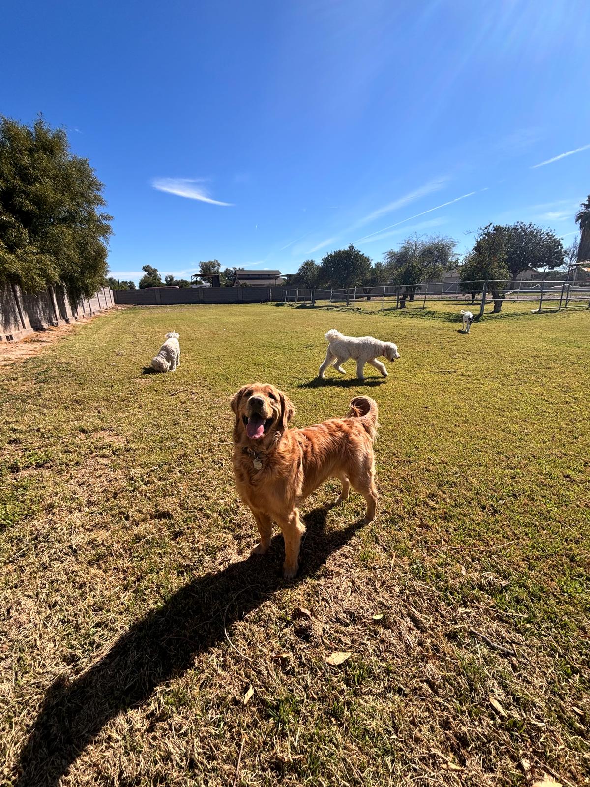 Dog sitting, Dog Boarding, Pet Care's image