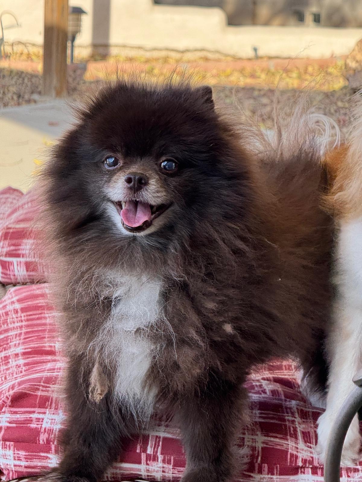 Dog sitting, Dog Boarding, Pet Care's image