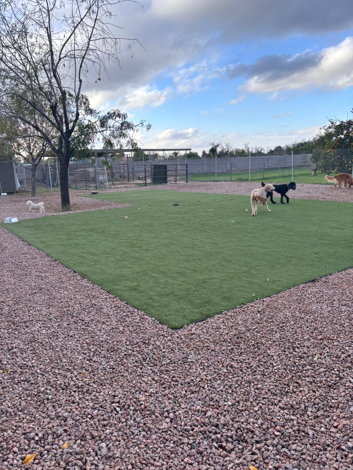 Dog sitting, Dog Boarding, Pet Care's image