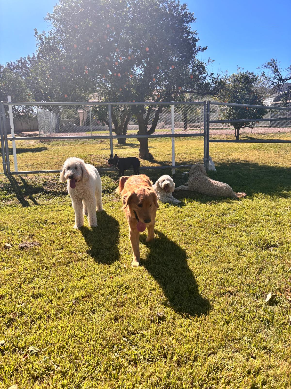 Dog sitting, Dog Boarding, Pet Care's image