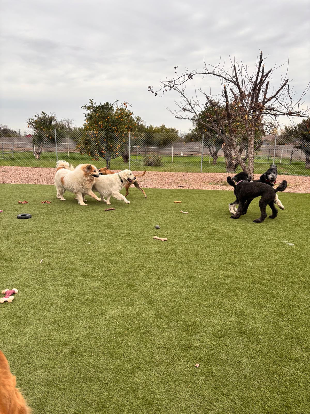 Dog sitting, Dog Boarding, Pet Care's image