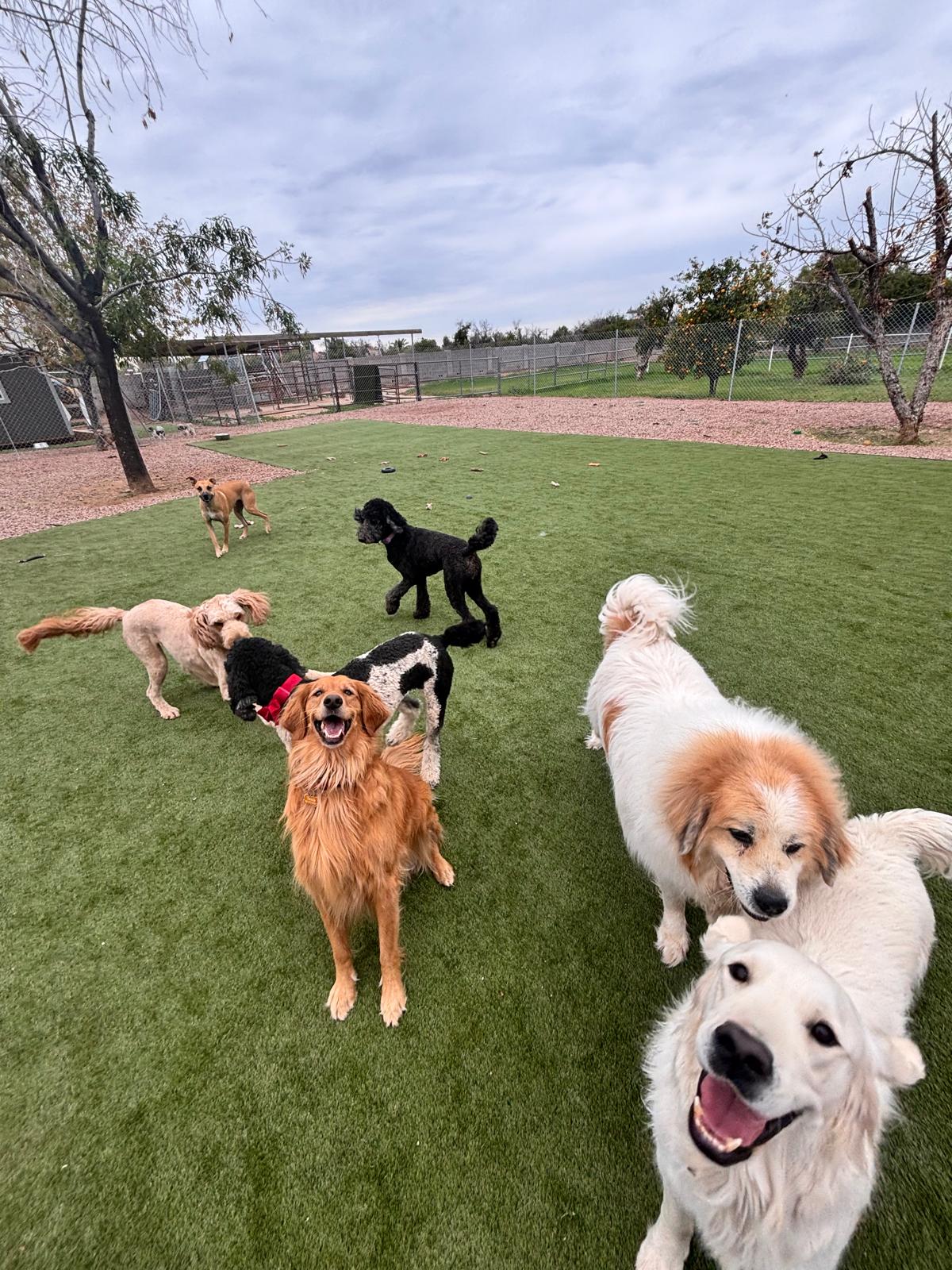 Dog sitting, Dog Boarding, Pet Care's image