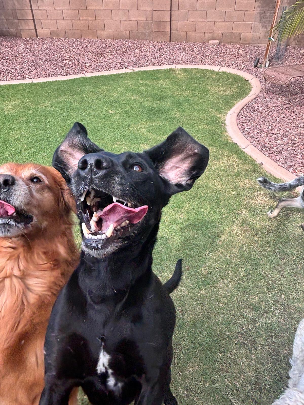 Dog sitting, Dog Boarding, Pet Care's image