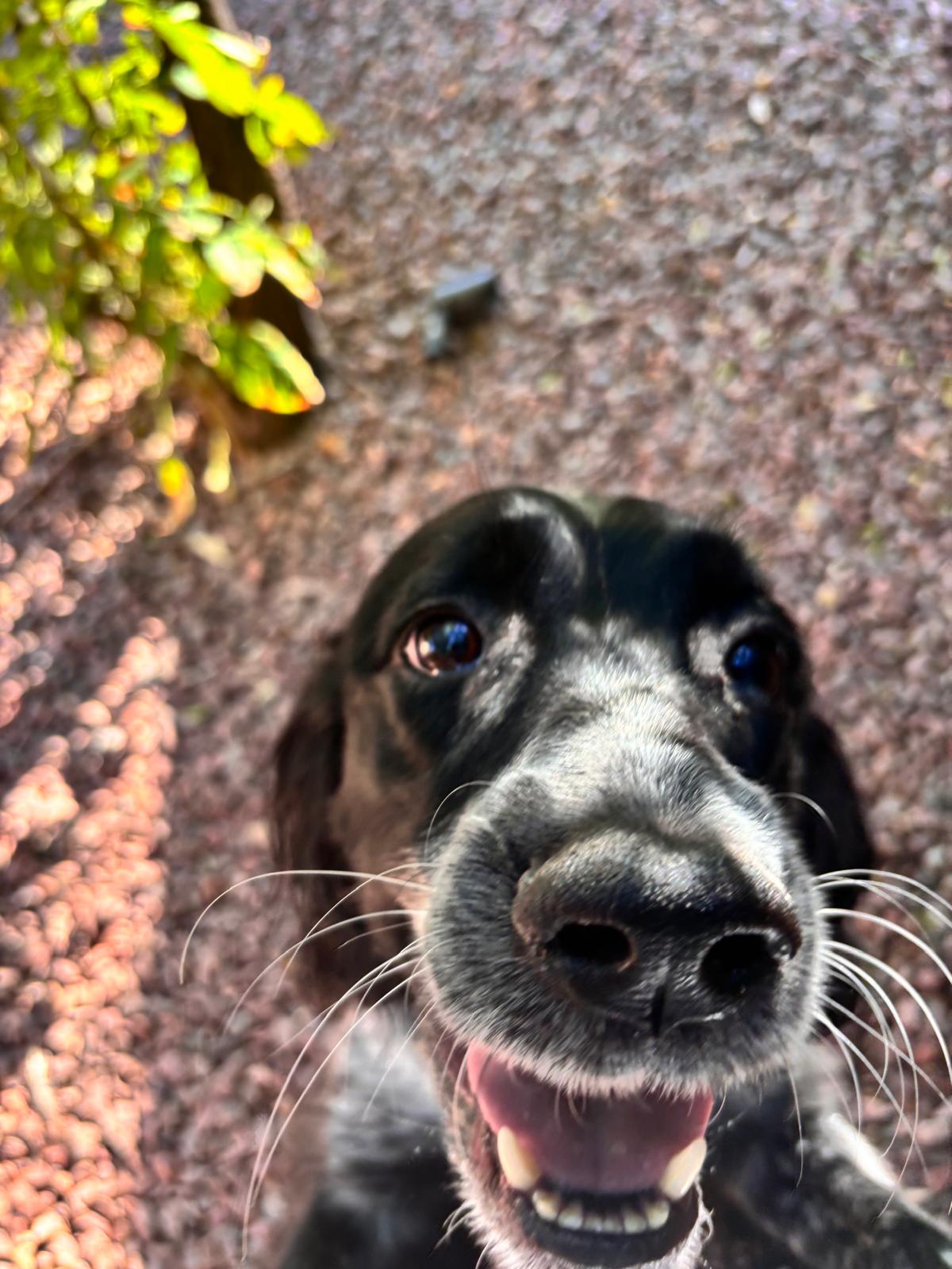 Dog sitting, Dog Boarding, Pet Care's image