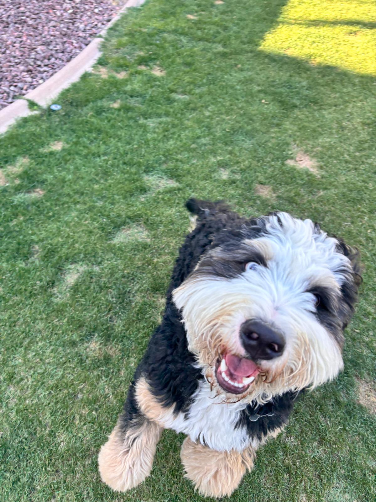 Dog sitting, Dog Boarding, Pet Care's image