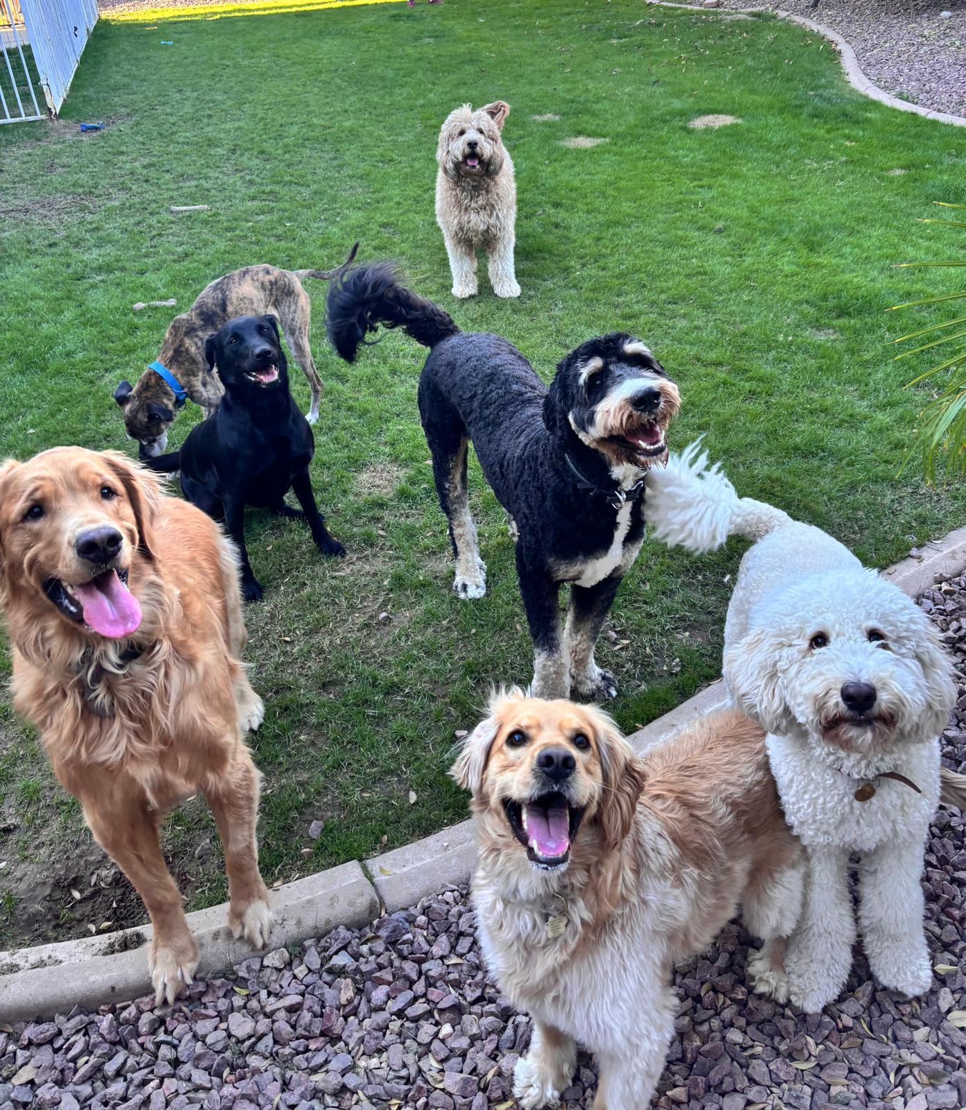 Dog sitting, Dog Boarding, Pet Care's image