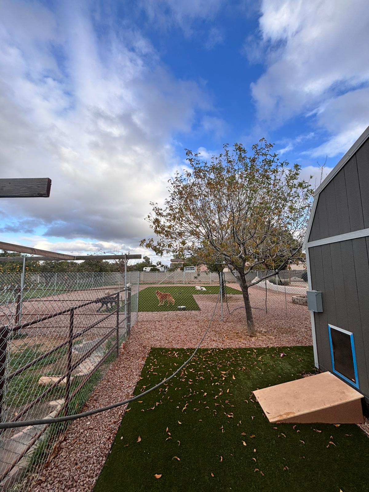 Dog sitting, Dog Boarding, Pet Care's image