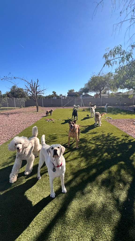 Dog sitting, Dog Boarding, Pet Care's image