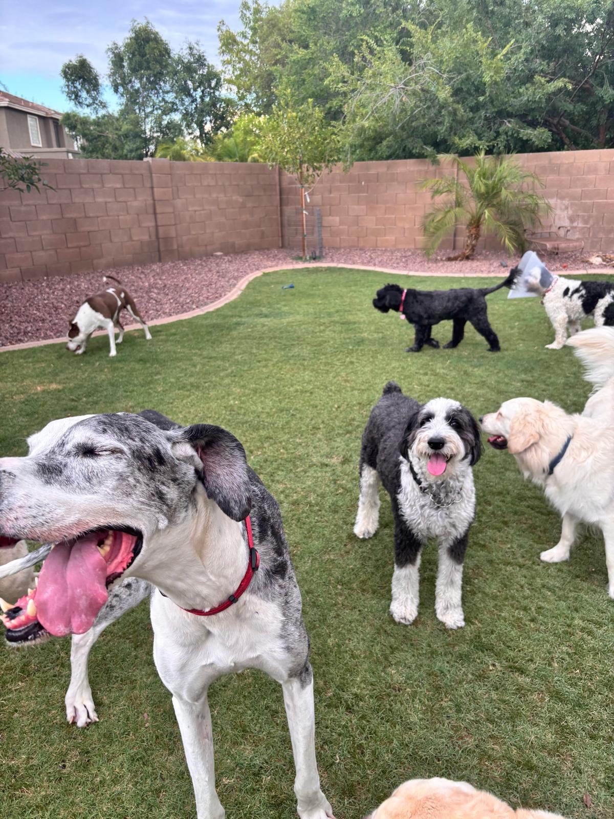 Dog sitting, Dog Boarding, Pet Care's image