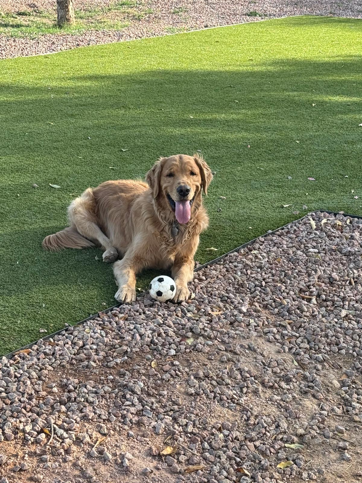 Dog sitting, Dog Boarding, Pet Care's image