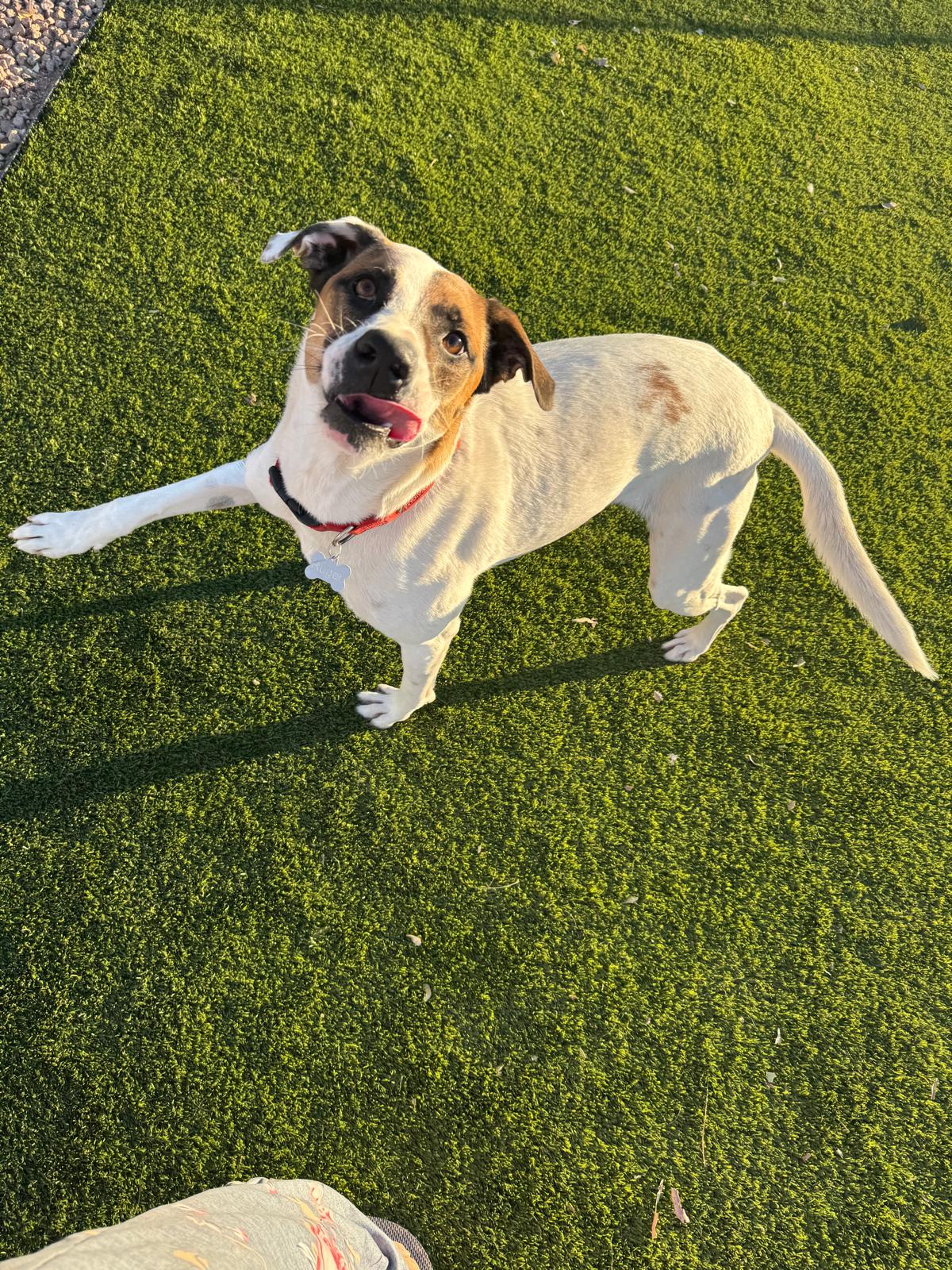 Dog sitting, Dog Boarding, Pet Care's image