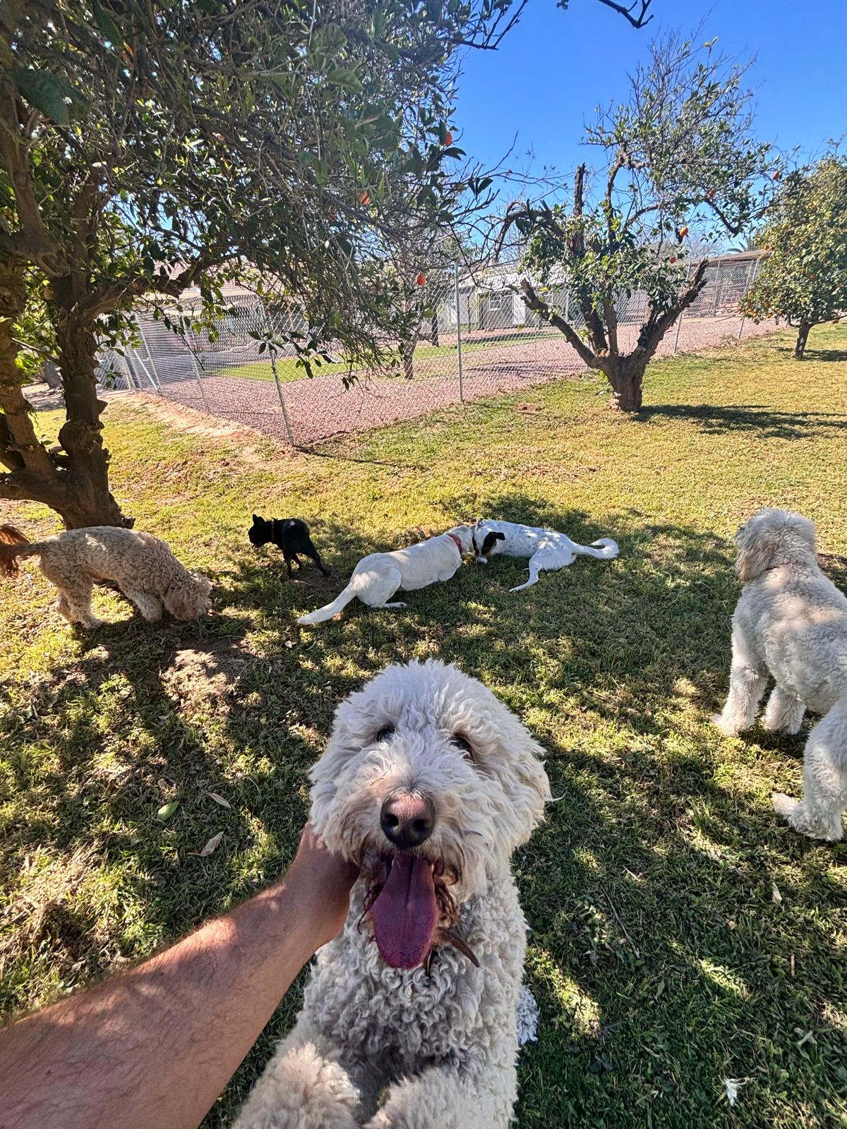 Dog sitting, Dog Boarding, Pet Care's image