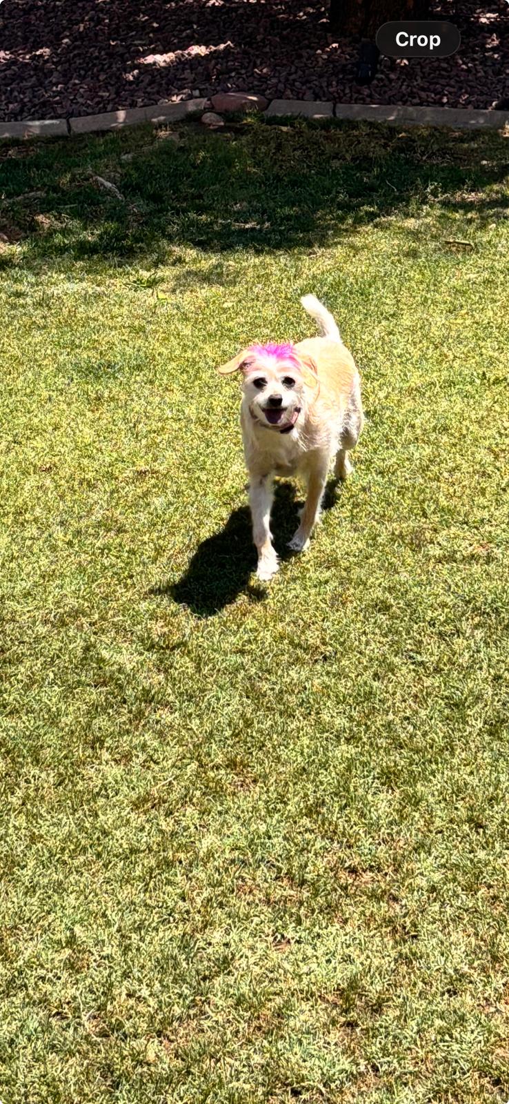 Dog sitting, Dog Boarding, Pet Care's image