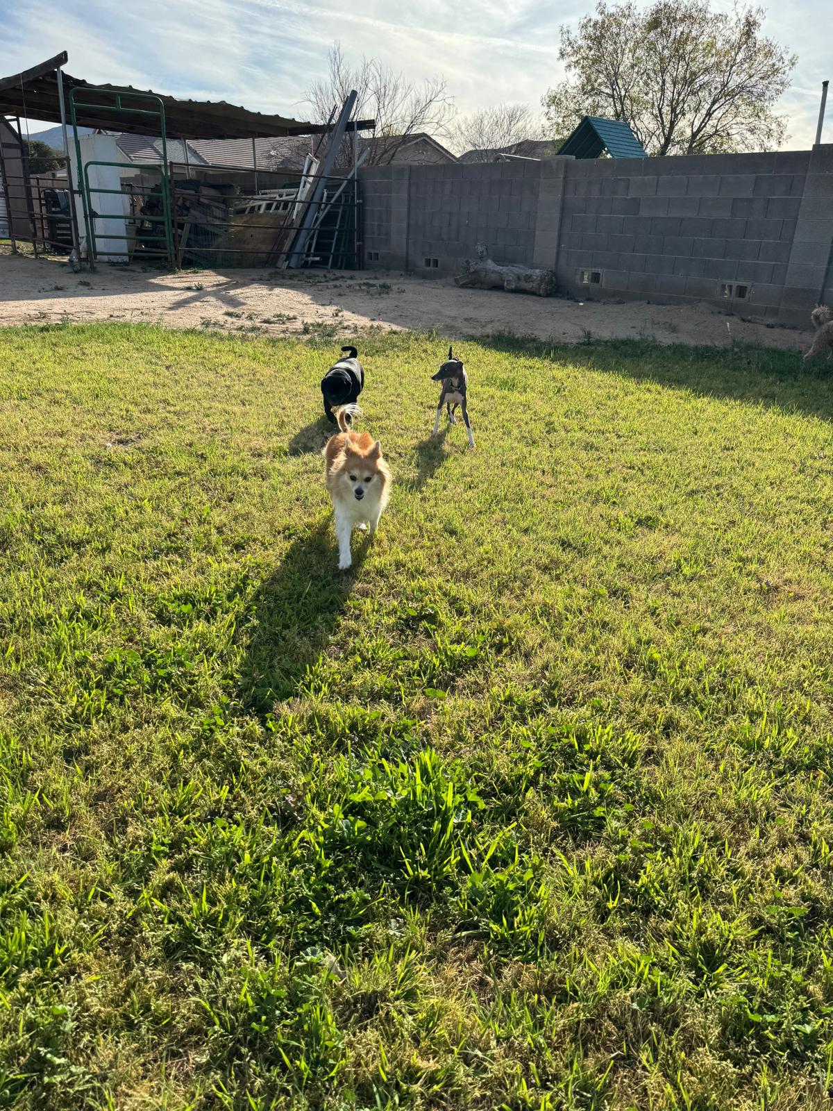 Dog sitting, Dog Boarding, Pet Care's image