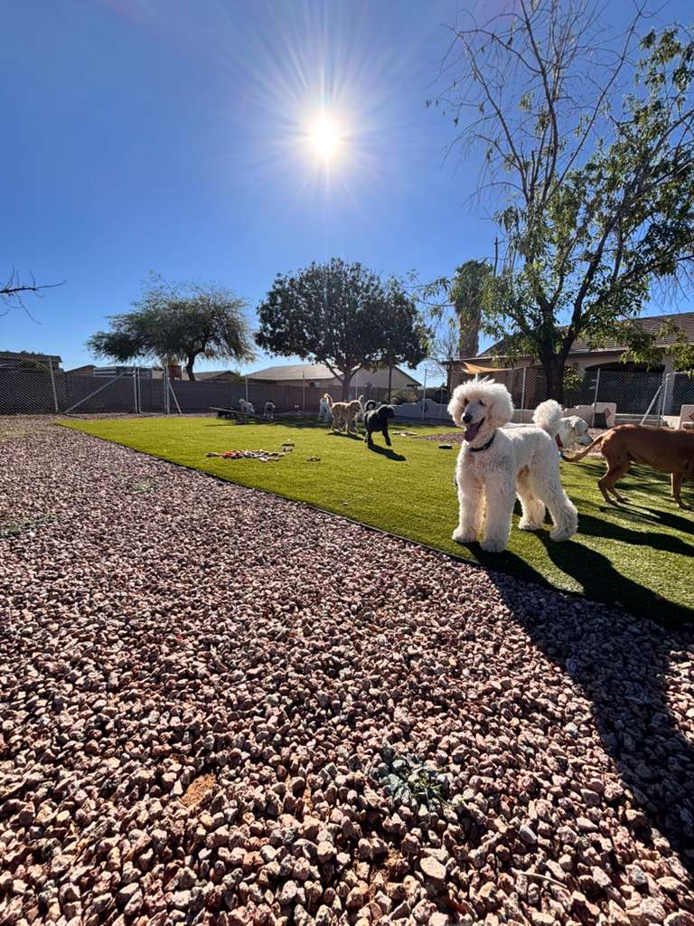 Dog sitting, Dog Boarding, Pet Care's image