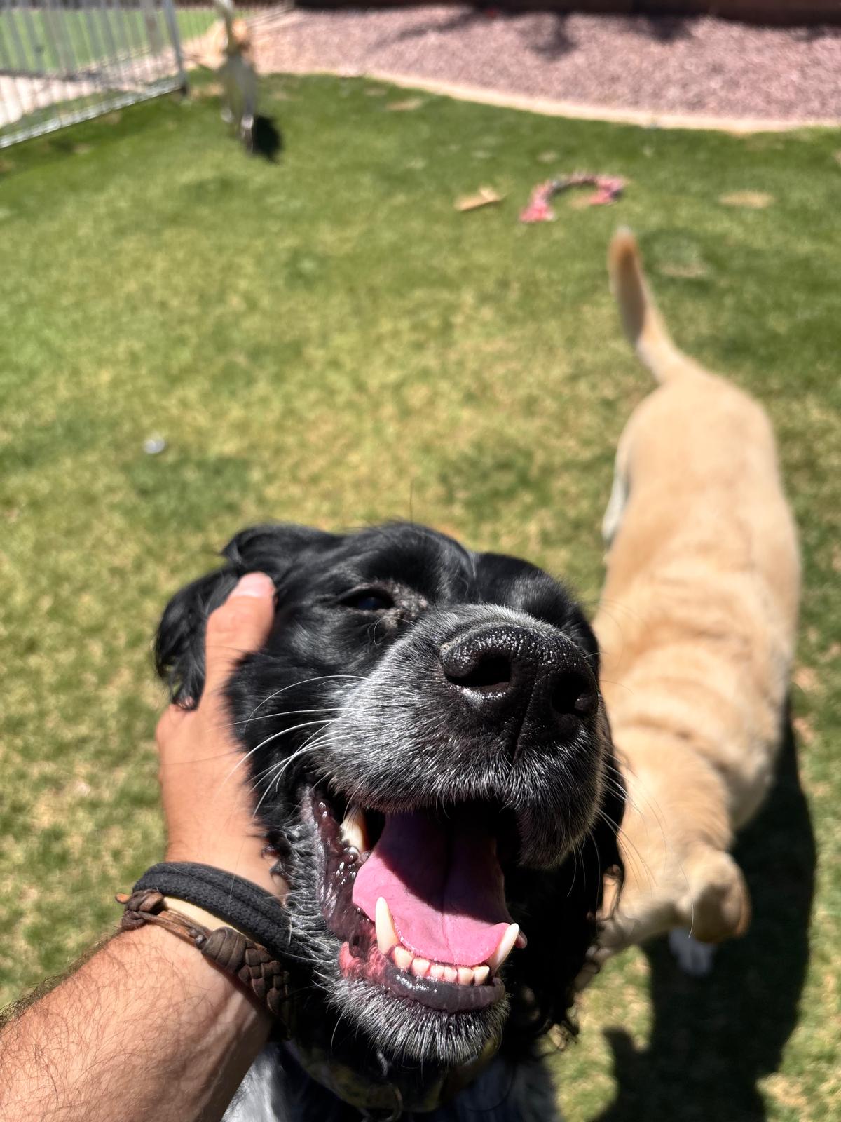 Dog sitting, Dog Boarding, Pet Care's image