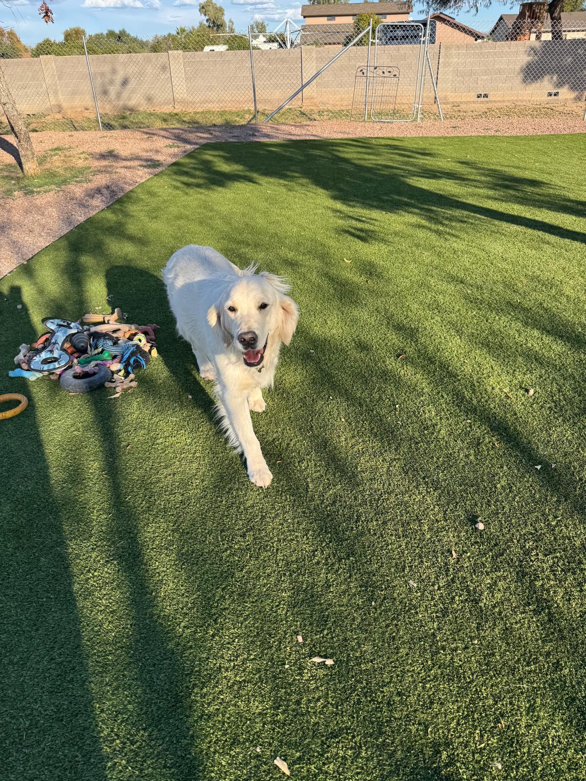 Dog sitting, Dog Boarding, Pet Care's image