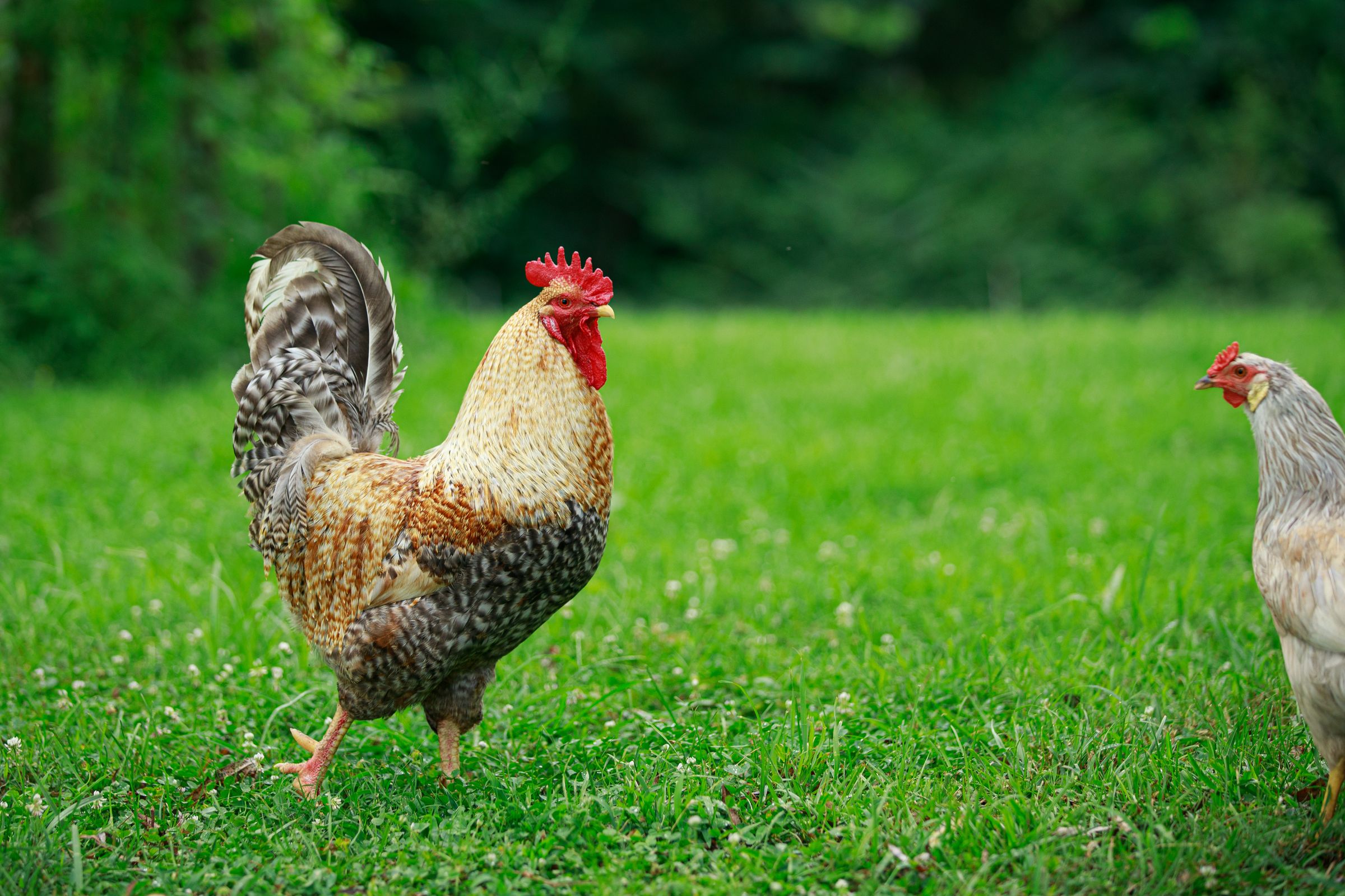 PECAN PASTURES's image