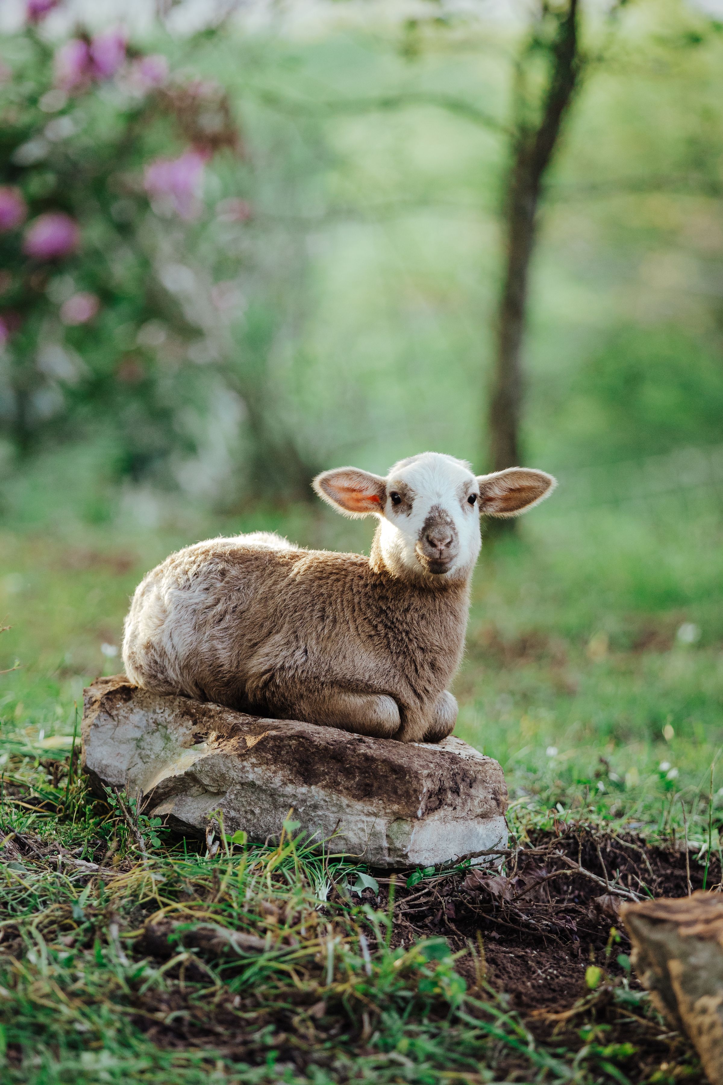 PECAN PASTURES's image