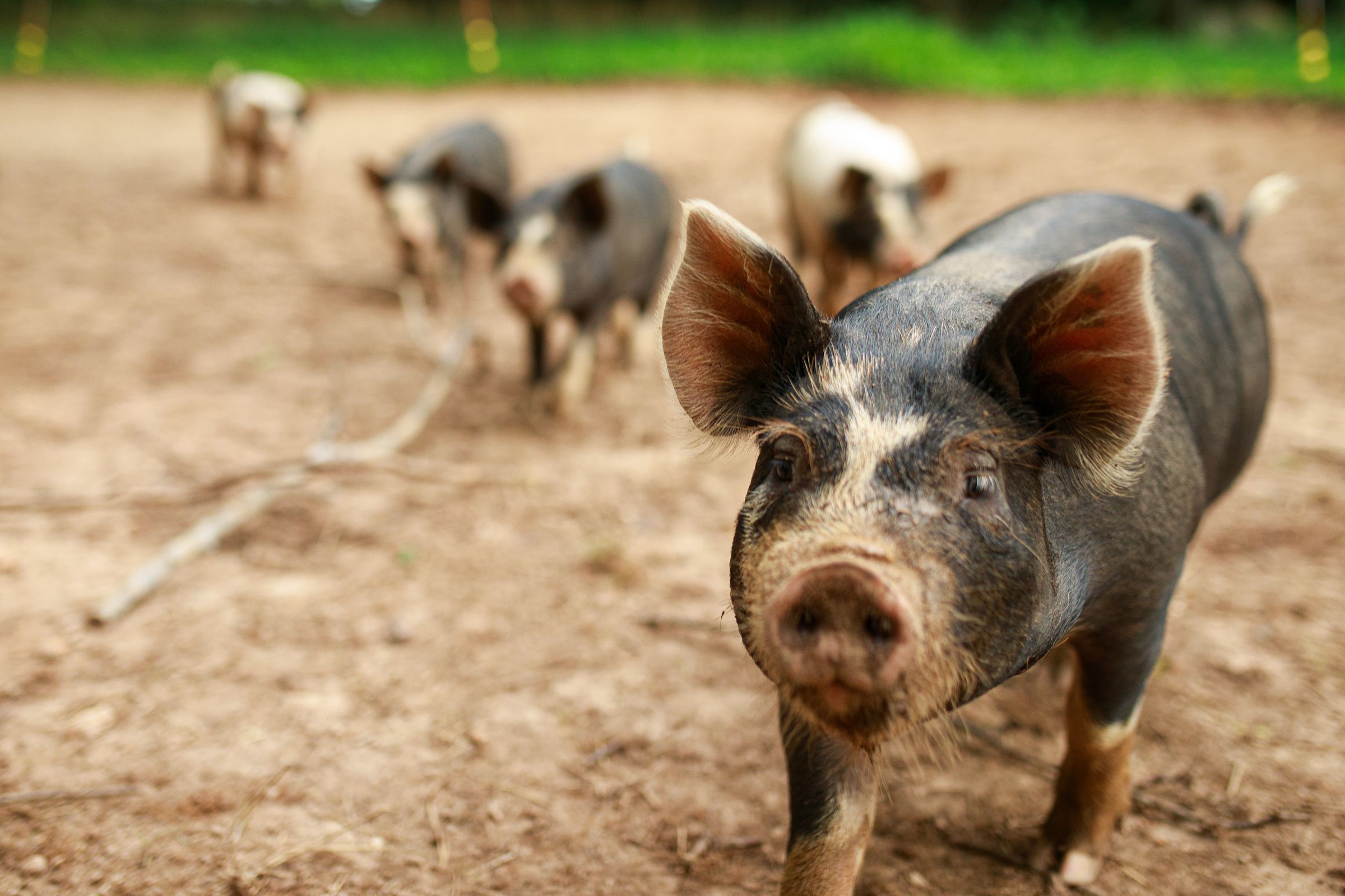 PECAN PASTURES's image