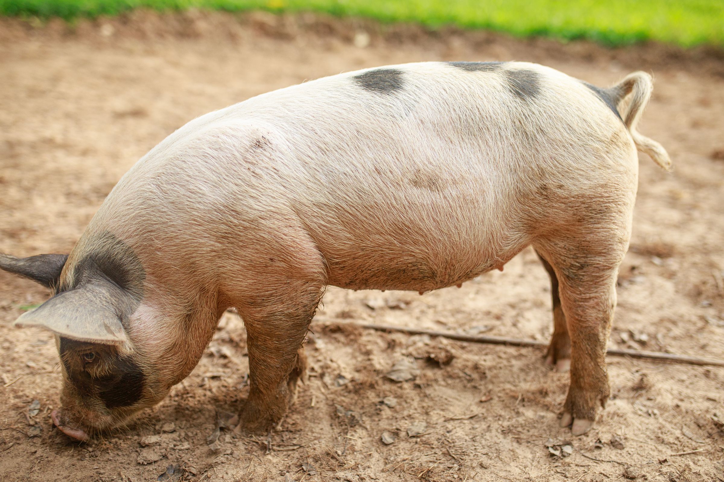 PECAN PASTURES's image