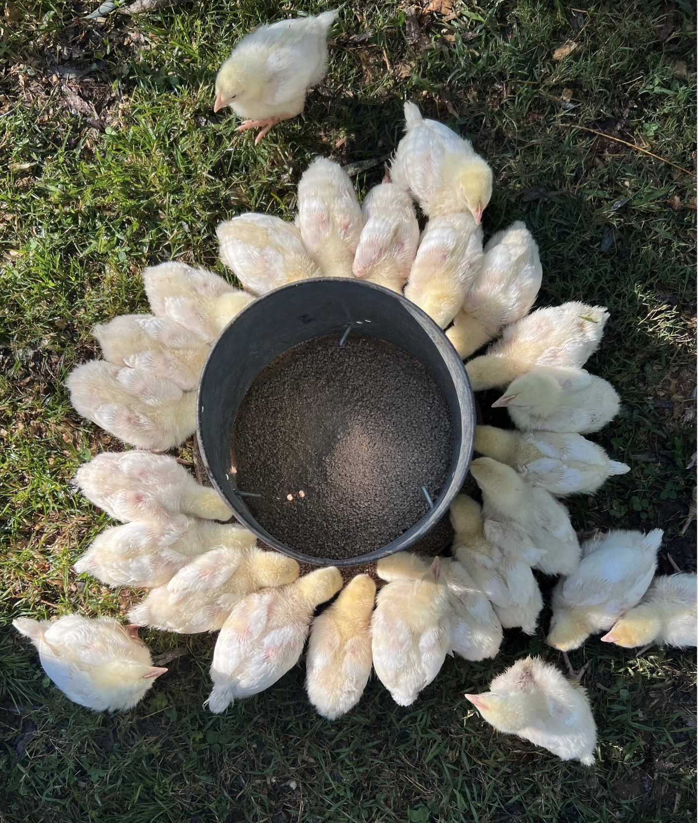 PECAN PASTURES's image