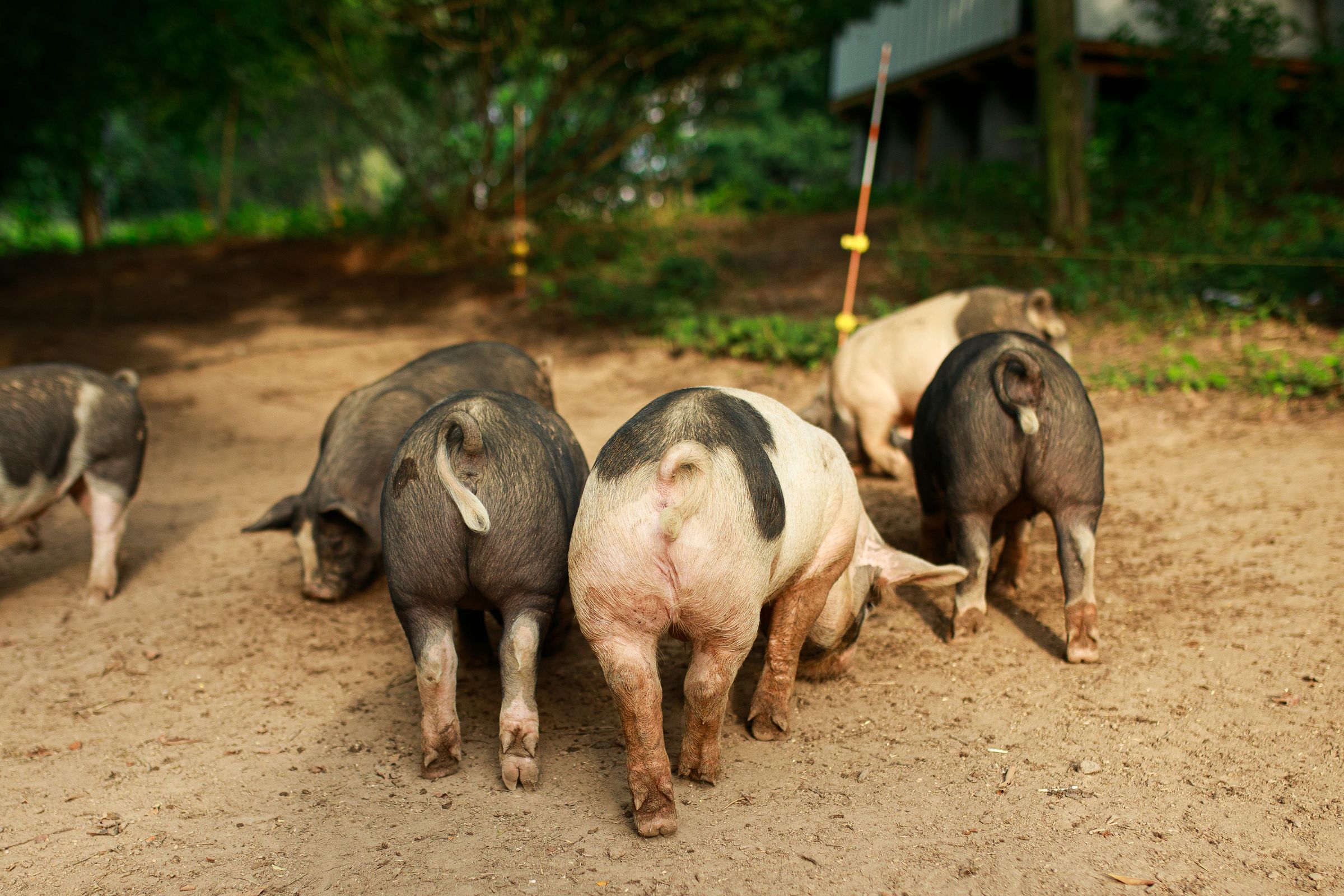 PECAN PASTURES's image