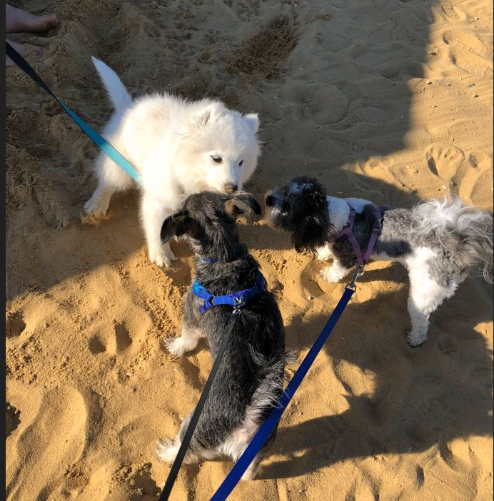 Adventure Pups 's image