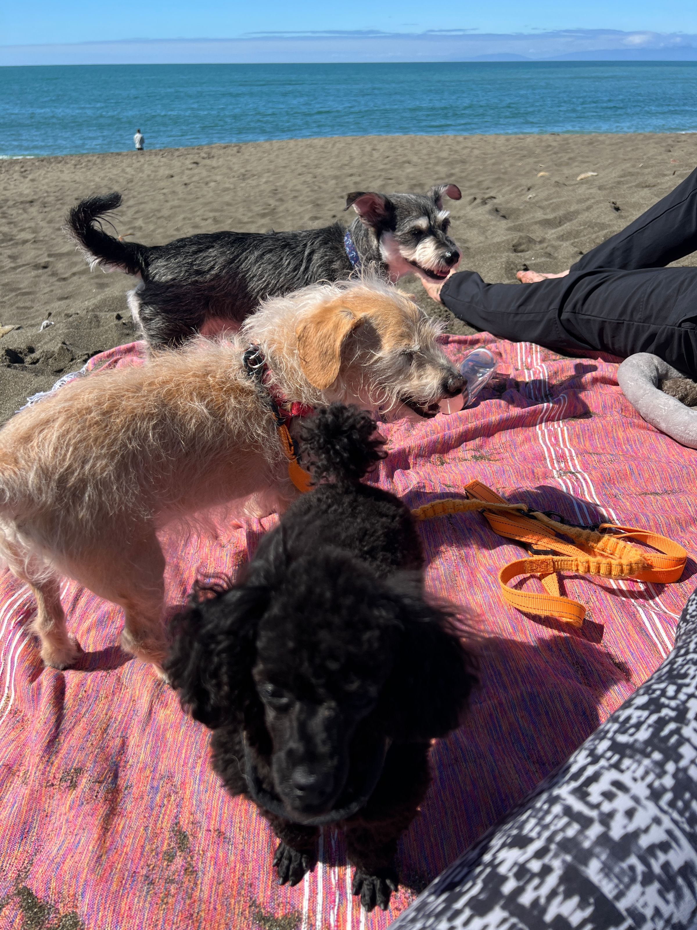 Adventure Pups 's image